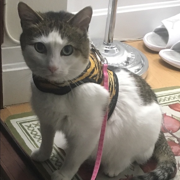 tinythecatnyc